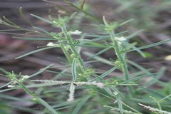 Striga euphrasioides